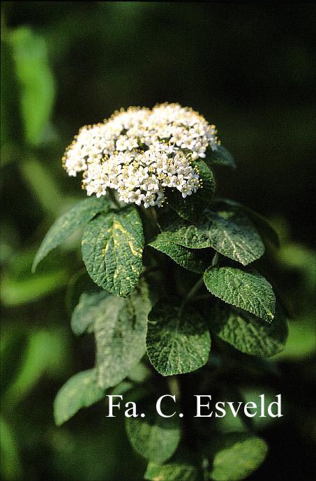 Viburnum lantana 'Variegata'