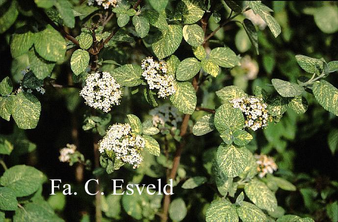 Viburnum lantana 'Variegata'