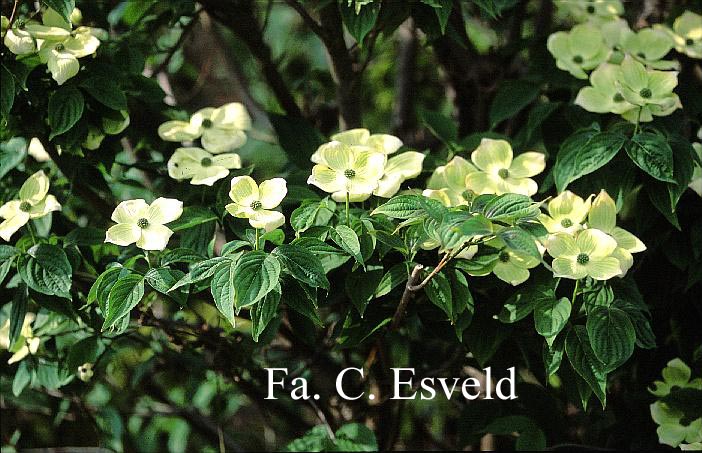 Cornus 'Rutban' (AURORA)