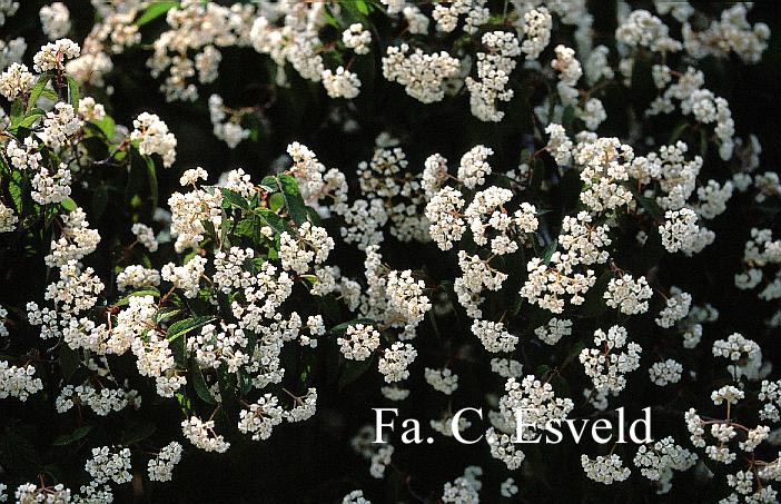 Viburnum ichangense