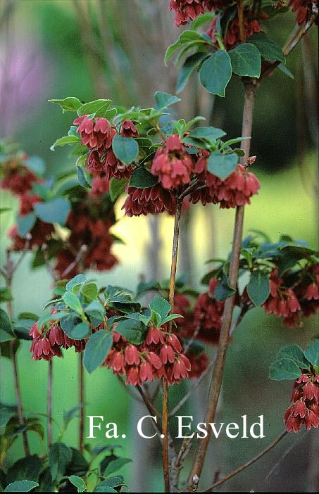 Enkianthus cernuus rubens