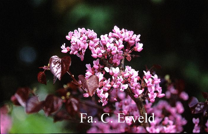 Cercis canadensis 'Forest Pansy'