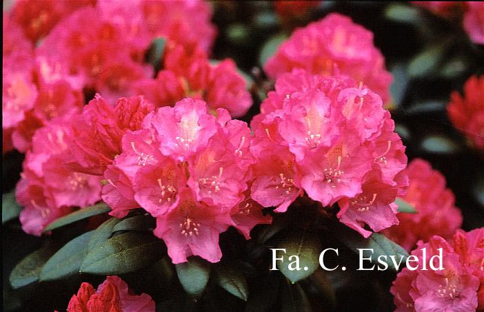 Rhododendron 'Polaris'