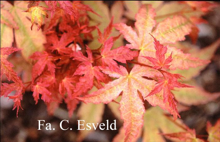 Acer palmatum 'Beni zuru'