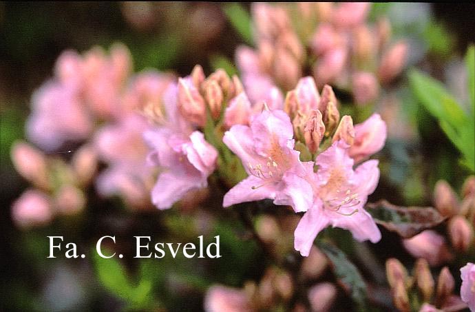 Rhododendron 'Azaleoides'
