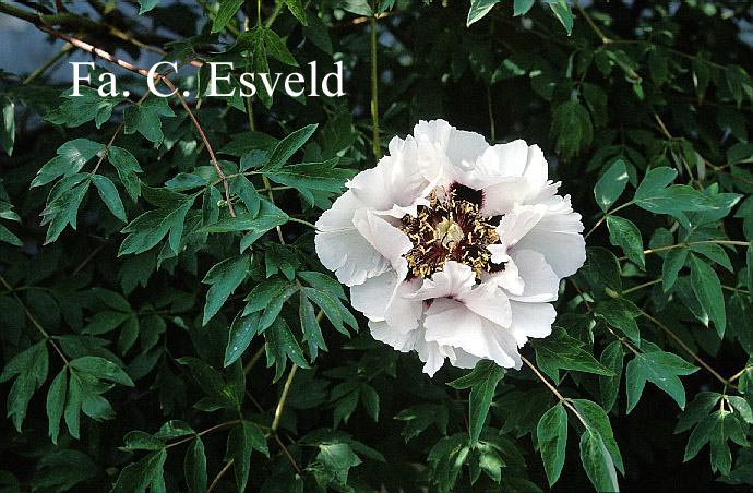 Paeonia rockii