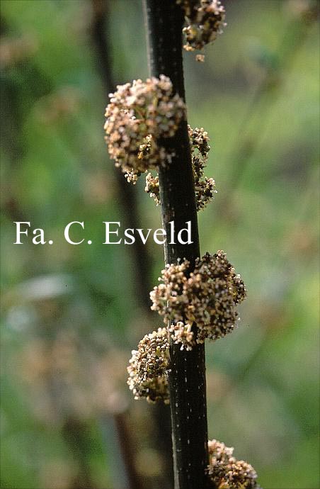 Debregeasia edulis
