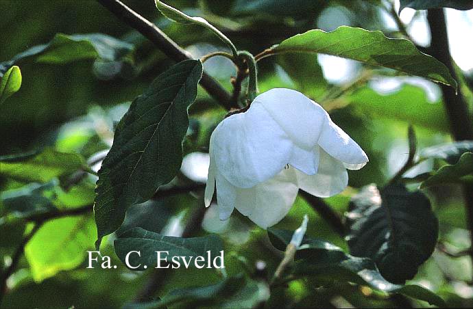 Magnolia globosa