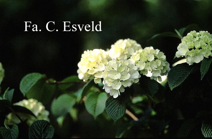 Viburnum plicatum 'Janny'