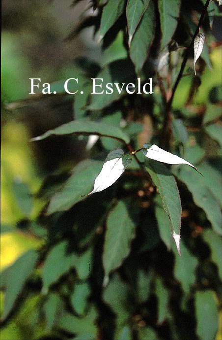 Actinidia pilosula