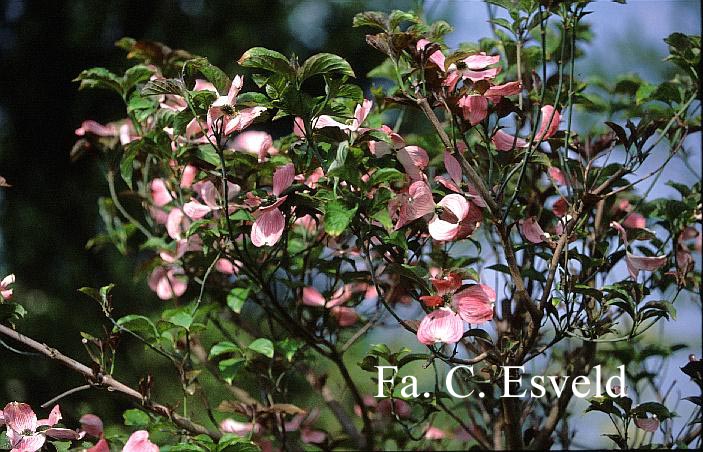 Cornus florida 'Cherokee Brave'