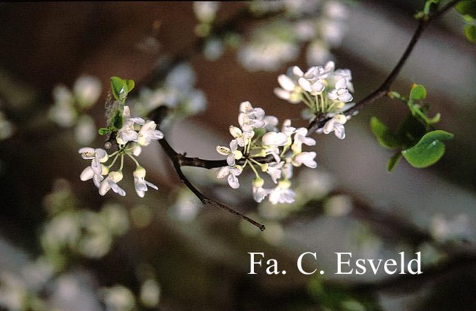 Cercis canadensis 'Texas White'