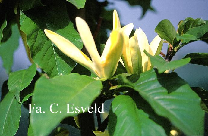Magnolia 'Ultimate Yellow'