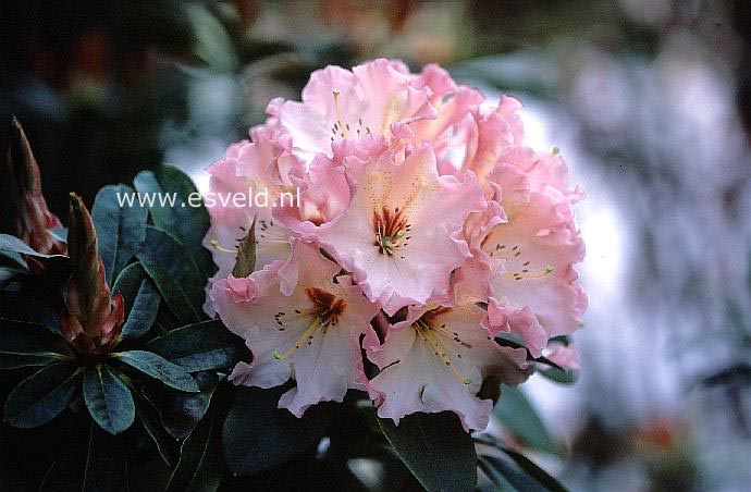 Rhododendron 'Lem's Cameo'