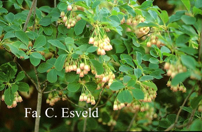 Enkianthus campanulatus sikokianus