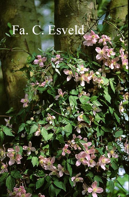 Clematis 'Fragrant Spring'