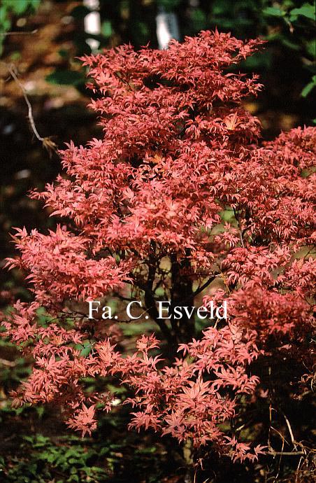Acer palmatum 'Chishio'