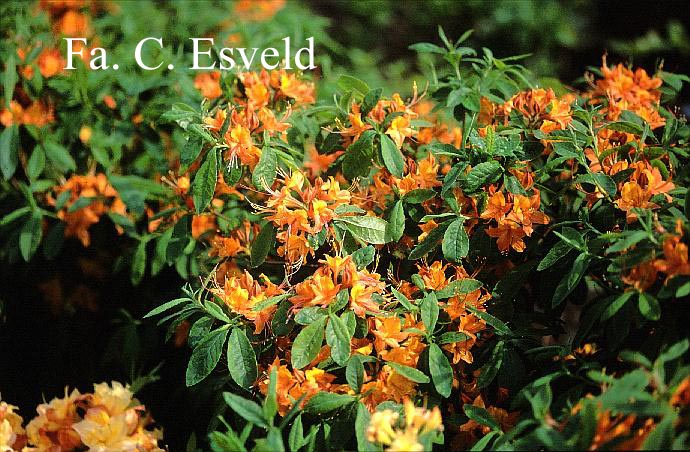 Rhododendron calendulaceum
