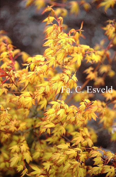 Acer palmatum 'Callico'