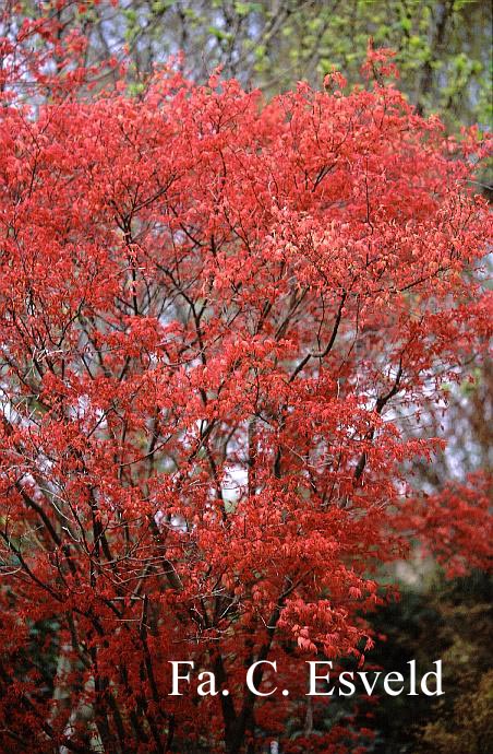 Acer palmatum 'Otome zakura'