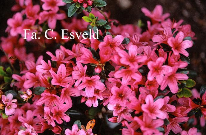 Azalea 'Silvester'