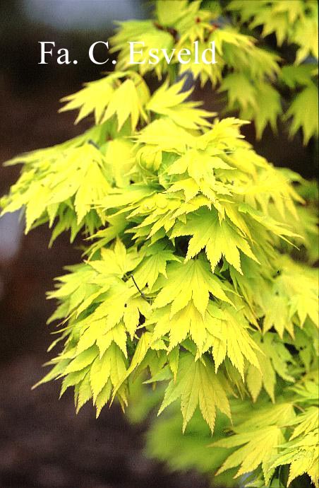 Acer shirasawanum 'Jordan'