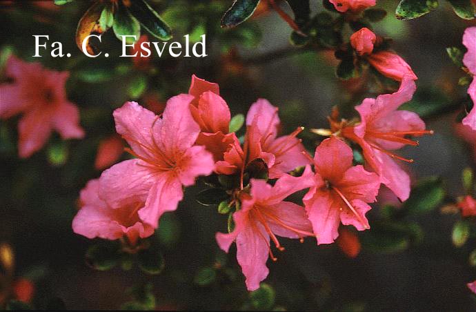 Azalea 'Aladdin'