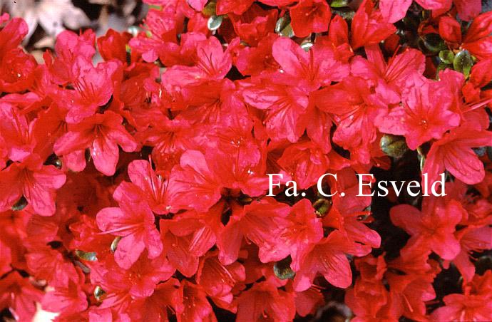 Azalea 'Hino Crimson'
