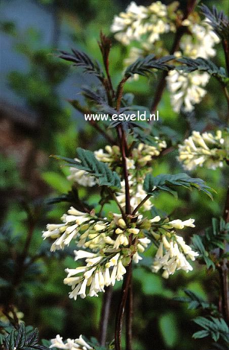 Syringa pinnatifolia