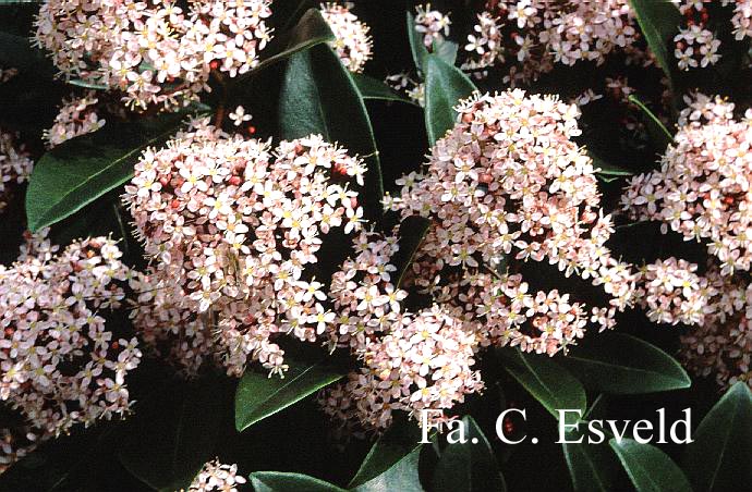 Skimmia japonica 'Rubella'