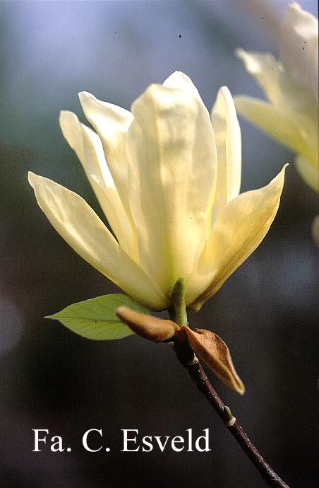 Magnolia 'Elizabeth'