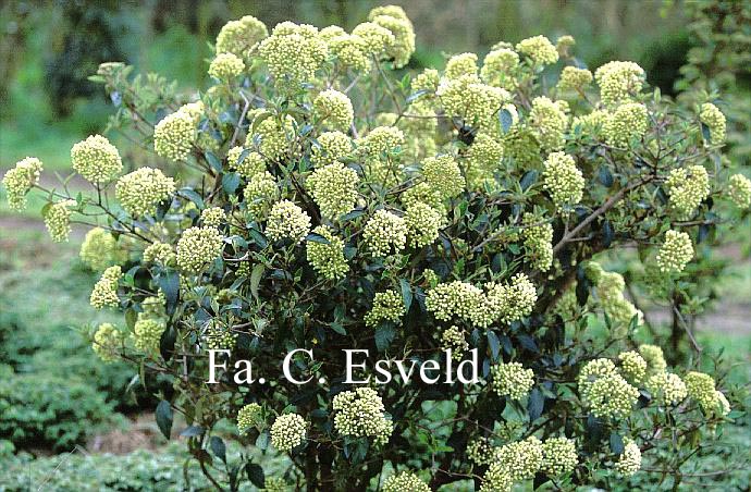 Viburnum 'Eskimo'