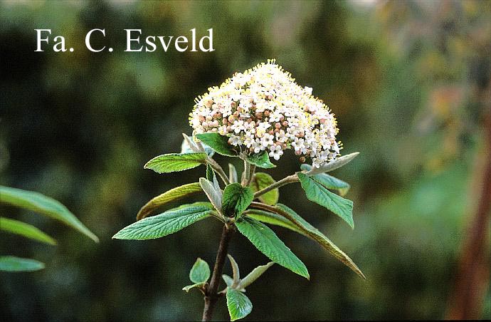 Viburnum buddleifolium