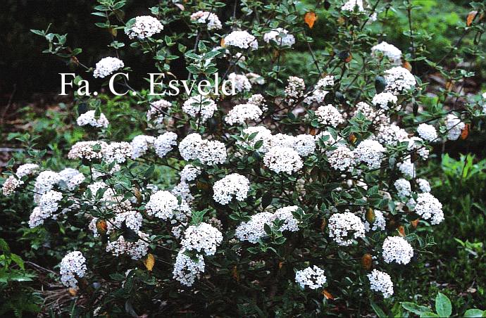 Viburnum burkwoodii 'Compact Beauty'
