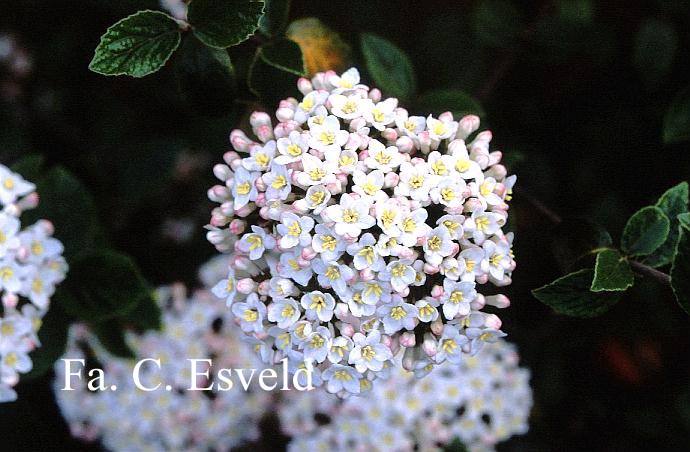 Viburnum burkwoodii 'Compact Beauty'