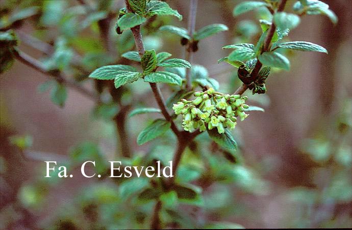 Viburnum mongolicum