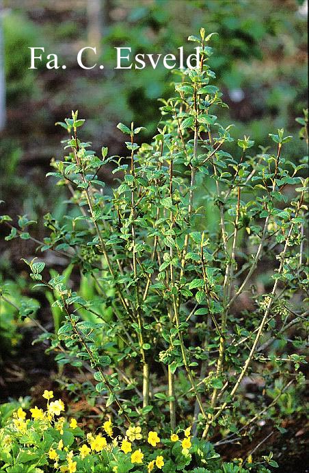 Viburnum mongolicum