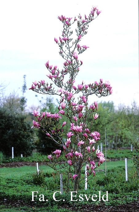 Magnolia 'Susan'