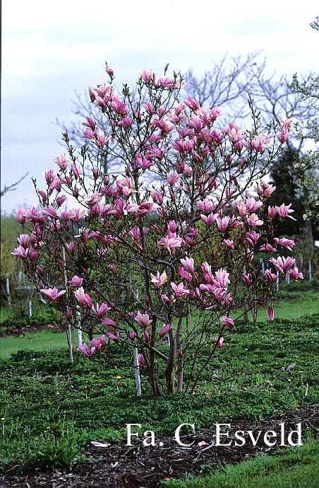 Magnolia 'Betty'