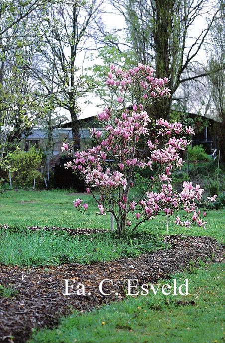 Magnolia 'Ricki'