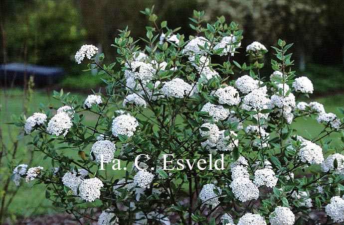 Viburnum burkwoodii 'Mohawk'