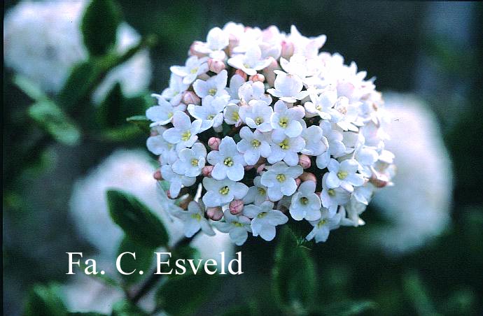 Viburnum burkwoodii 'Anne Russell'