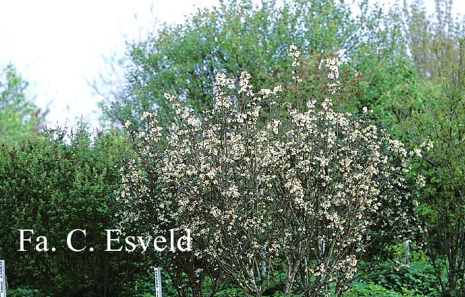 Syringa pinnatifolia