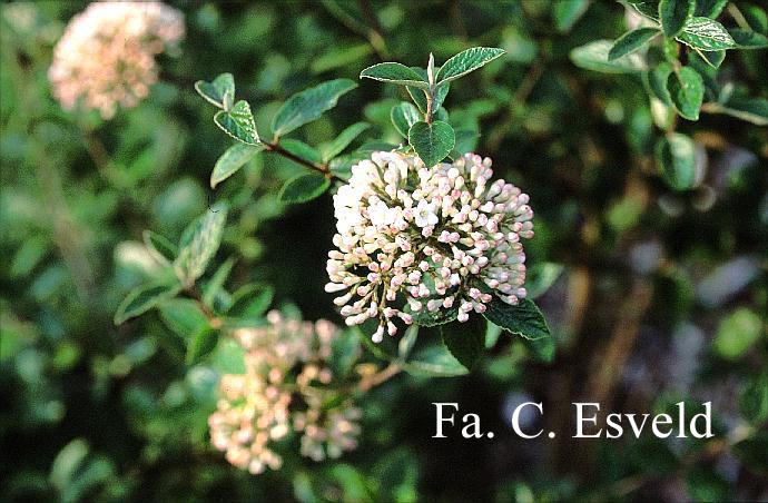 Viburnum burkwoodii 'Chenault'
