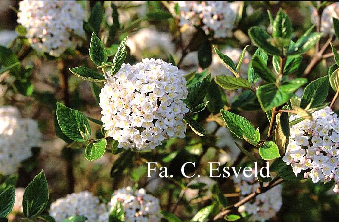 Viburnum burkwoodii