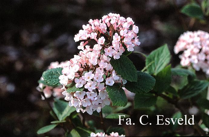 Viburnum carlesii 'Charis'