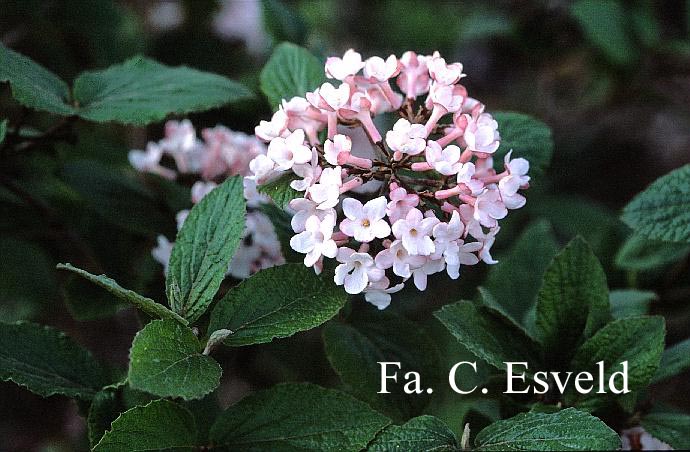 Viburnum carlesii 'Charis'