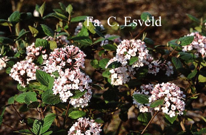 Viburnum carlesii 'Charis'