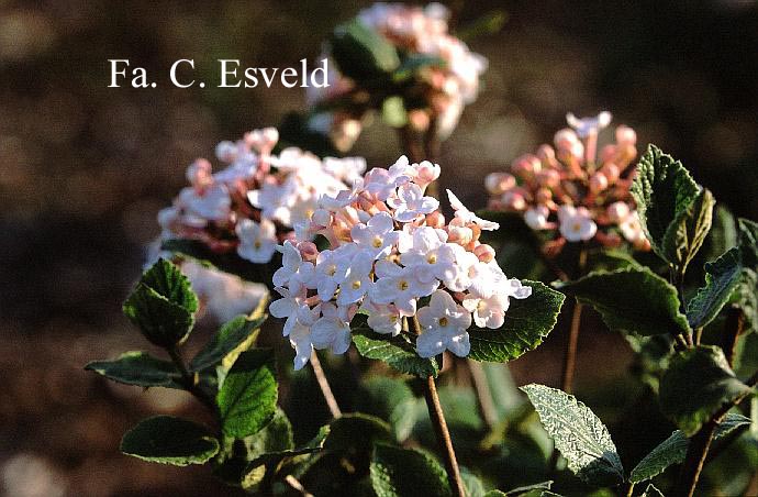 Viburnum carlesii 'Marlou'