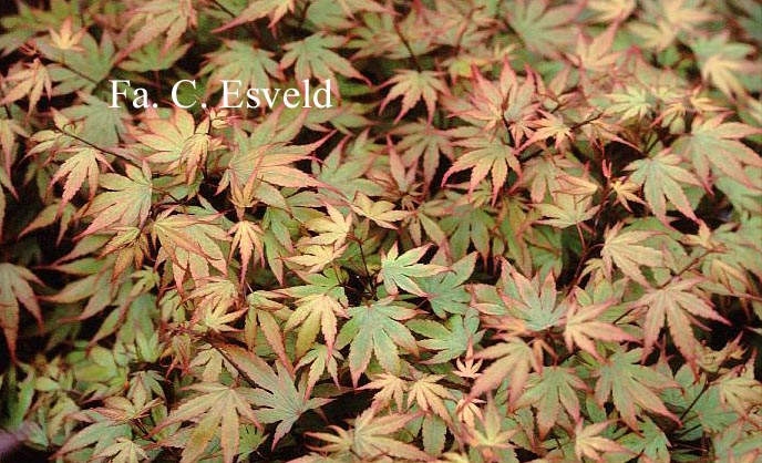 Acer palmatum 'Kuro hime'